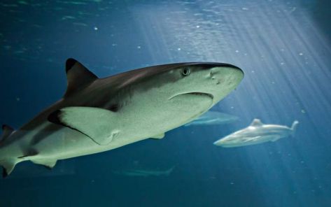 2023-aquarium de Vendée -lagon des requin