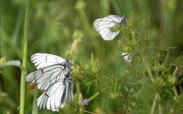 Papillon blanc -marais de l'Ile d'Olonne